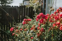 red flowers are growing in the garden near a fence