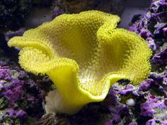 a close up of a yellow and purple coral