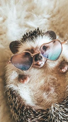 a hedgehog wearing sunglasses laying on top of a white blanket