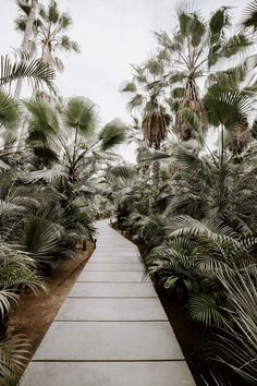 a walkway surrounded by palm trees and other plants