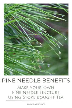 Pine Needle Tincture, Pine Needle Oil, Pine Needle Tea, Tinctures Recipes, White Pine Tree, Loose Leaf Teas, Respiratory Illness, Herbal Tinctures