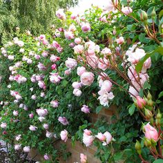 pink roses growing on the side of a brick wall