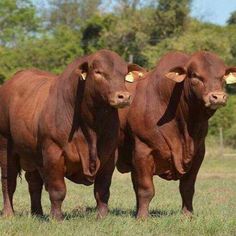 three brown cows standing next to each other on a lush green field with trees in the background