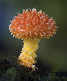 an orange and yellow mushroom on the side of a rock