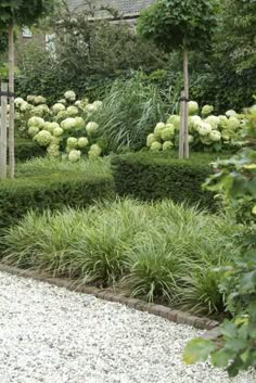 an image of a garden with lots of plants in the center and bushes on each side