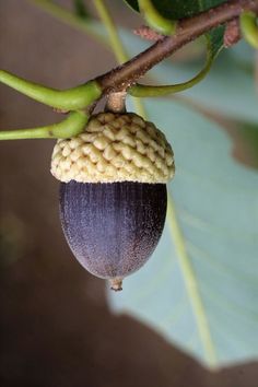 an acorn growing on a tree branch