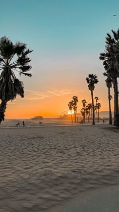 palm trees line the beach as the sun sets