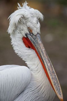 a large white bird with a red beak