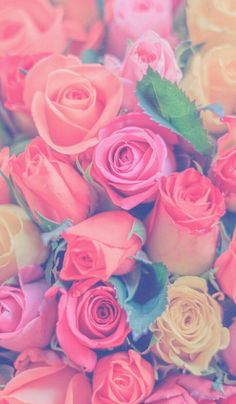 a bunch of pink and yellow roses with green leaves