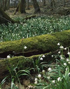 snowdrops are growing on the mossy log in the woods