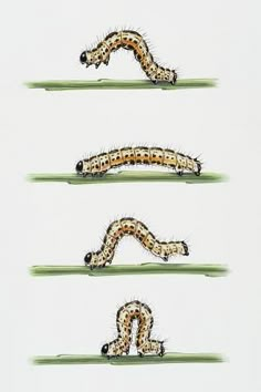 the caterpillars are lined up in rows on top of each other,