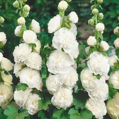 several white flowers with green leaves in the background