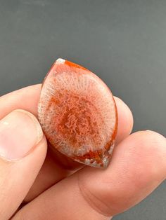 Red Horn Coral Fossil - Rare Polished Freeform Cabochon - Utah These lovely coral stones are worth collecting because they're only found in one place in the world, Utah. You will receive the exact polished coral stone fossil as pictured. Horn Coral, Fossilized Coral, Coral Stone, Fossil, Utah, Coral, Red, Music Clothes