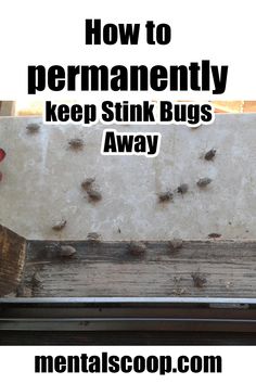 Stink Bugs In House, Stink Bug Spray, Stink Bug Repellent, Stink Bug Trap, Macadamia Nut Tree, Bug Deterrent, Essential Oil Bug Repellent, Vegetable Wash, Bug Infestation