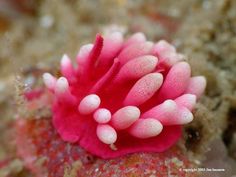 a pink and white sea anemone on the beach