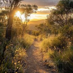 the sun shines through the trees and grass on a dirt path in the bush