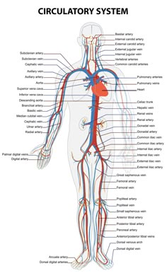 the human body and its major branches are labeled in red, blue, and green