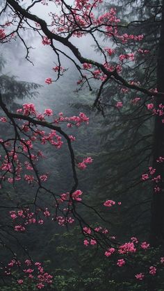 pink flowers are blooming on the branches of trees in the foggy mountainside