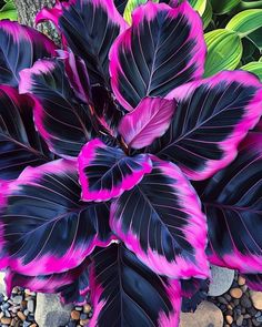 a purple and black plant sitting on top of a rock covered ground next to a tree