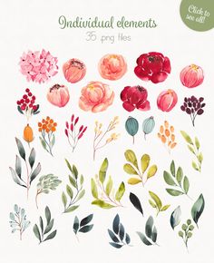 watercolor flowers and leaves on white paper with text that reads, individual elements 35 png files