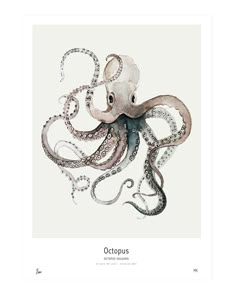 an ink drawing of an octopus