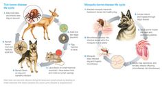 the diagram shows different types of animals and their functions in an animal's life cycle