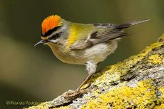 a small bird perched on top of a mossy tree branch covered in lichen