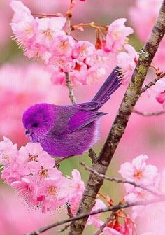 a purple bird sitting on top of a tree branch next to pink blossoming flowers