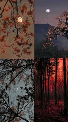 four different trees with the moon in the background