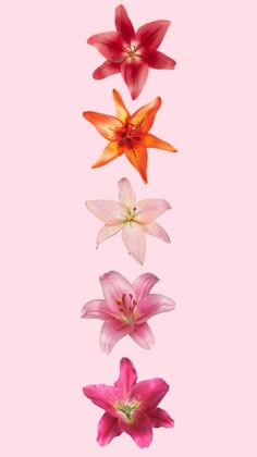 four flowers are arranged in the shape of a rainbow on a pink background with space for text