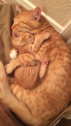 an orange cat is curled up and sleeping