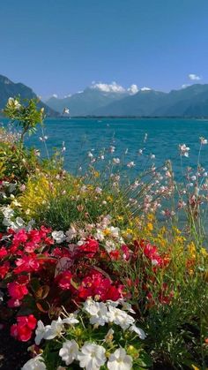 the flowers are blooming by the water's edge and mountains in the distance