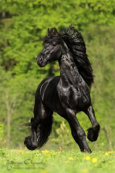 a black horse is running in the grass