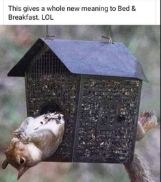 a bird that is sitting on top of a bird feeder with the caption, this gives a whole new meaning to bed & breakfast lol