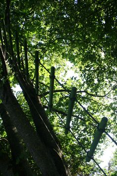 several wooden poles sticking out of the trees