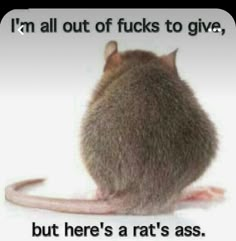 Sarcasm Quotes, A Rat, Good Humor, Twisted Humor, Laughter Is The Best Medicine