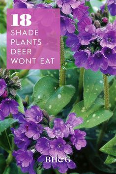 Deer Resistant Gardens, Tall Perennial Flowers Part Shade, Deer Resistant Landscaping Shade, Shade Deer Resistant Plants Perennials, Plants For Deep Shade, Plants That Repel Deer And Rabbits, Deer Resistant Plants Perennials, Shade Perennials Deer Resistant, Deer Proof Landscaping