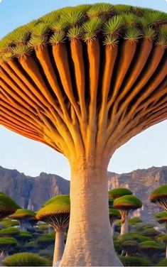 an image of a tree that is in the middle of some land with many trees growing out of it