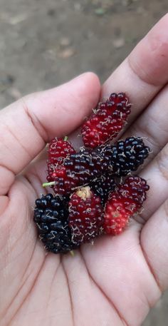 a person holding some berries in their hand