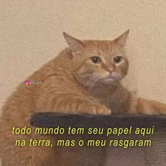 an orange cat sitting on top of a tv screen with the caption'too mundo tem seu papel aoui na na terra, mas o meu rasgaram