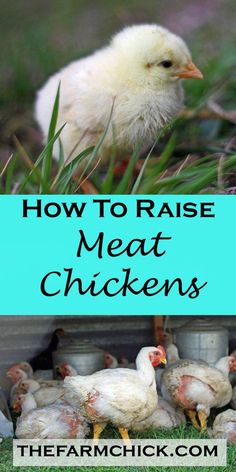 how to raise meat chickens in the garden and on the farm with these easy steps