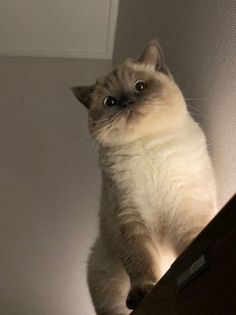 a cat standing on its hind legs looking up