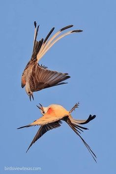 two birds flying in the air with their wings spread out and one bird has it's beak open