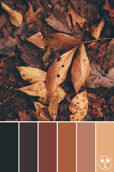 the color palette is brown, orange and yellow leaves on the ground with other colors