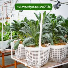 several plants in white baskets under a green sign