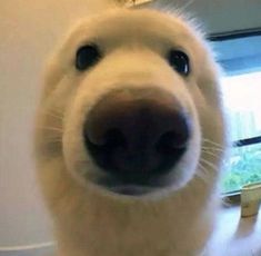 a close up of a white dog's face with it's mouth open