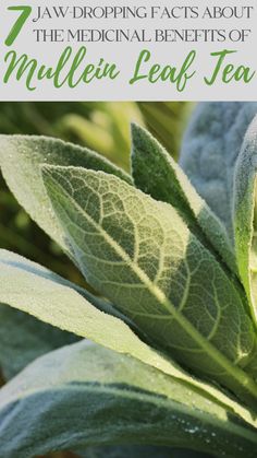 mullein leaf tea