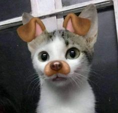 a cat with fake ears on it's head