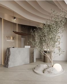 an olive tree is in the middle of a room with white walls and flooring