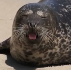 a gray seal with its mouth open and tongue out